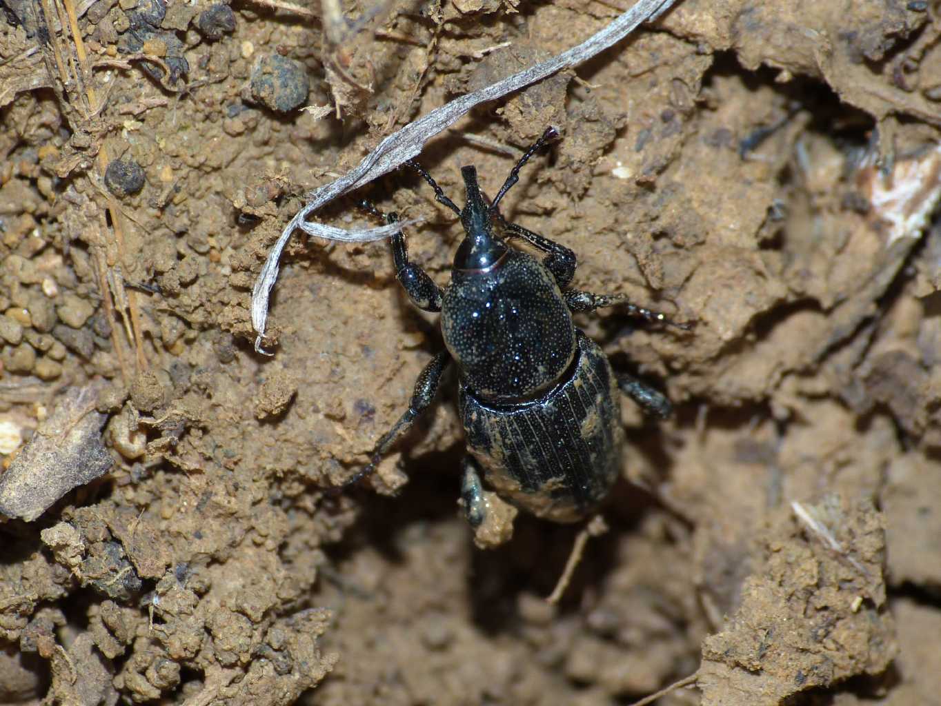 Sphenophorus sp. (Dryopthoridae) - Tolfa (RM)